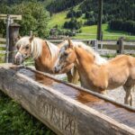 Urlaub auf dem Bauernhof - Schartlhof - Flachau - Salzburger Land 11