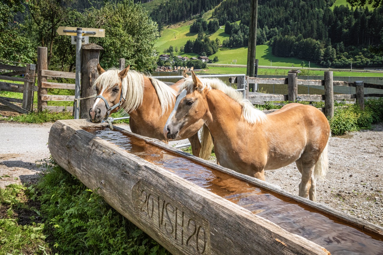 Urlaub auf dem Bauernhof - Schartlhof - Flachau - Salzburger Land 11